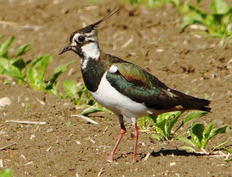 2015_05_06__Kiebitz__ w__Mainz_Laubenheimer_Ried_(Foto_Boy).jpg